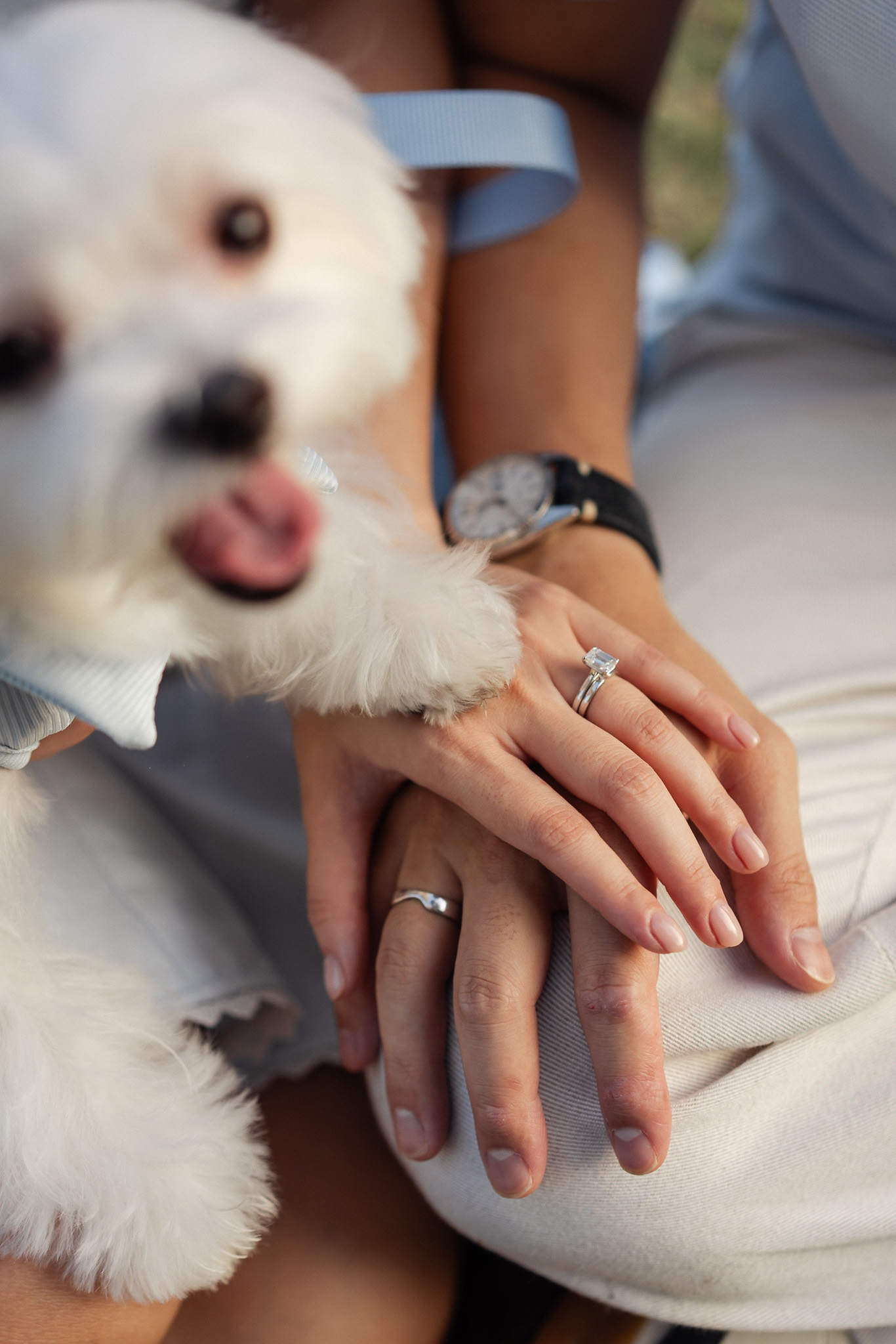straitsquay-greenpark-pet-dog-prewed-penang13