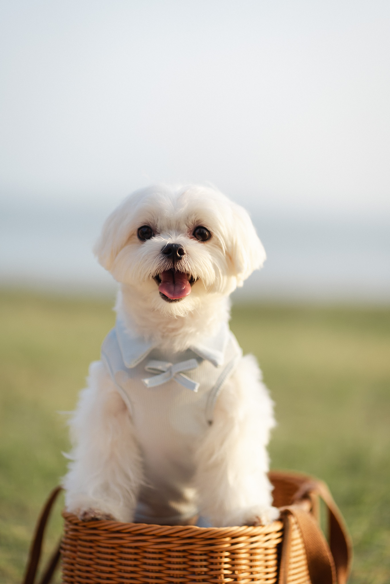 straitsquay-greenpark-pet-dog-prewed-penang21